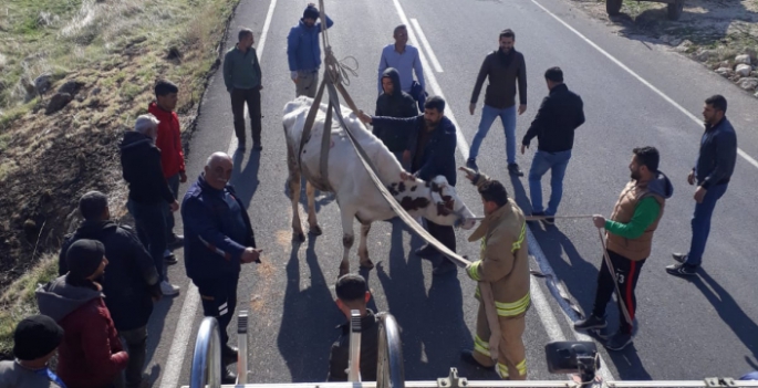 Dağlık bölgede mahsur kalan inek itfaiye ekipleri tarafından kurtarıldı